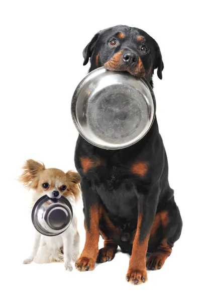 dogs with bowls in their mouth, white background